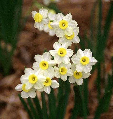 Tet and narcissus  - ảnh 1